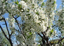 Oryginalny obrazek