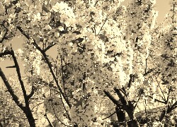 Szary + Sepia