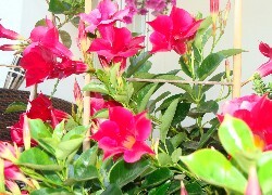 Oryginalny obrazek