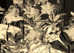 Sepia + Negatyw