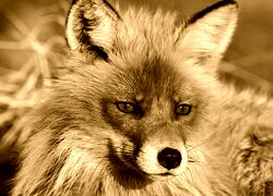 Sepia