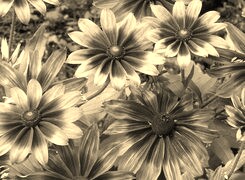 Szary + Sepia