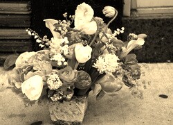 Szary + Sepia