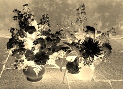 Sepia + Negatyw