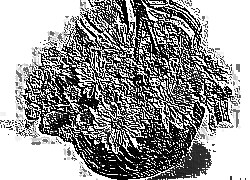 Skamielina