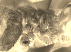Sepia + Negatyw