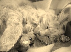 Szary + Sepia