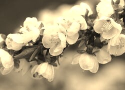 Szary + Sepia
