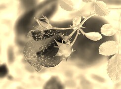 Sepia + Negatyw
