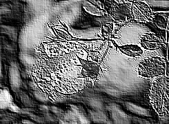 Skamielina
