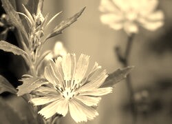 Szary + Sepia