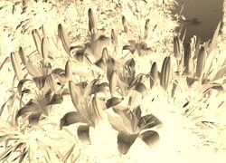 Sepia + Negatyw