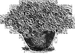 Skamielina