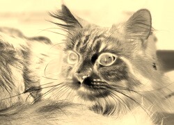 Sepia + Negatyw