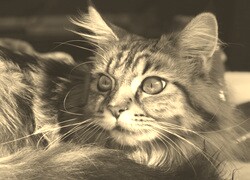 Sepia
