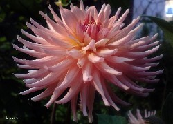 Oryginalny obrazek