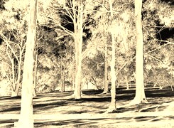 Sepia + Negatyw