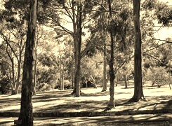 Szary + Sepia