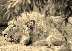 Sepia