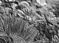 Skamielina