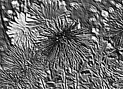 Skamielina