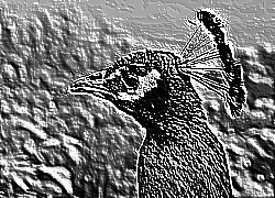Skamielina