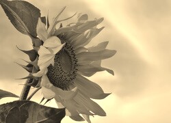 Szary + Sepia
