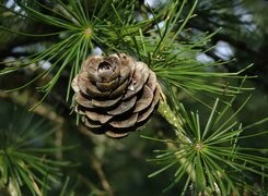 Oryginalny obrazek