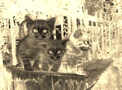 Sepia + Negatyw