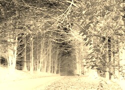 Sepia + Negatyw