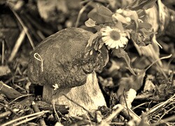 Sepia
