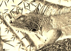 Sepia + Negatyw