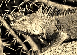 Sepia