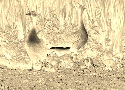 Sepia + Negatyw