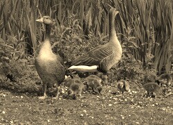 Szary + Sepia