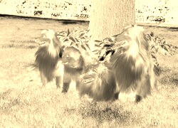 Sepia + Negatyw