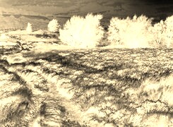 Sepia + Negatyw