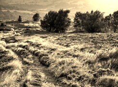 Szary + Sepia