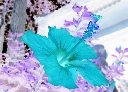 Negatyw