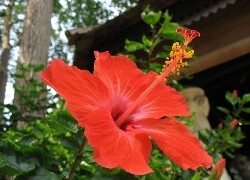 Oryginalny obrazek