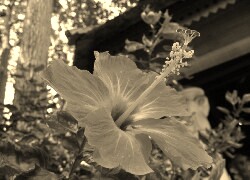 Szary + Sepia