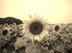 Sepia