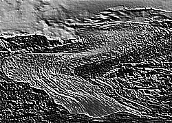 Skamielina