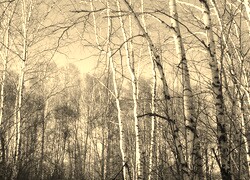 Szary + Sepia