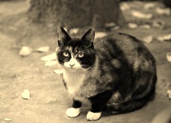 Szary + Sepia