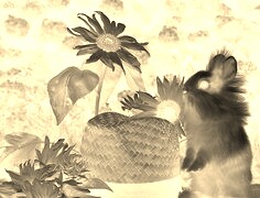 Sepia + Negatyw