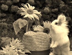 Szary + Sepia