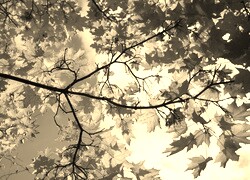 Szary + Sepia