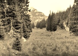 Szary + Sepia