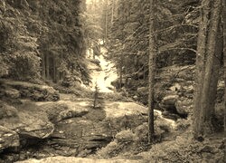 Szary + Sepia